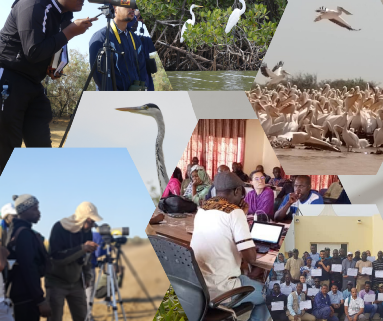formation des parties prenantes de la rbtds sur les techniques d'identification des oiseaux d'eau
